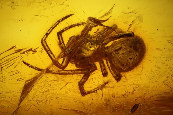 Fossil Fly (Diptera) and a Spider (Araneae) In Baltic Amber #139087